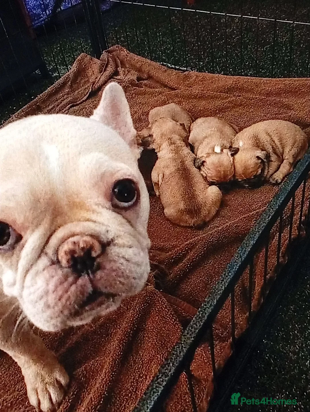 French Bulldog dogs for sale: Beautiful 8-Week-Old French Bulldog Puppies in Richmond - Advert 3