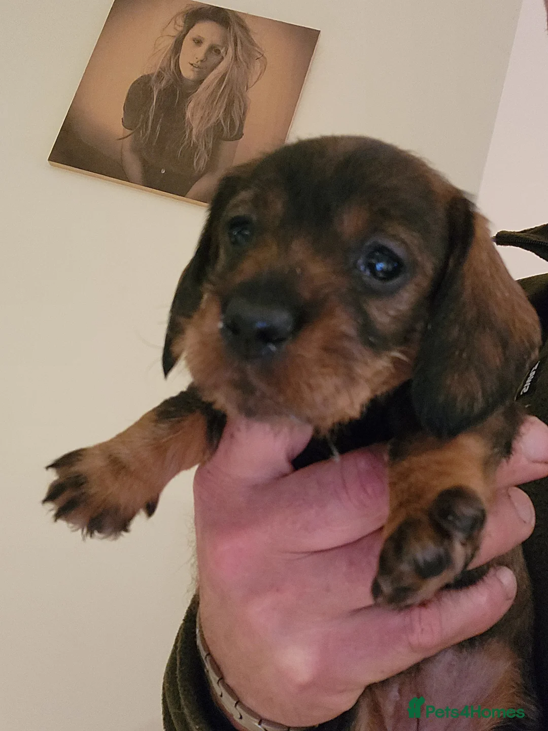 Dachshund dogs for sale: Dachshound. Teckels  - Advert 3