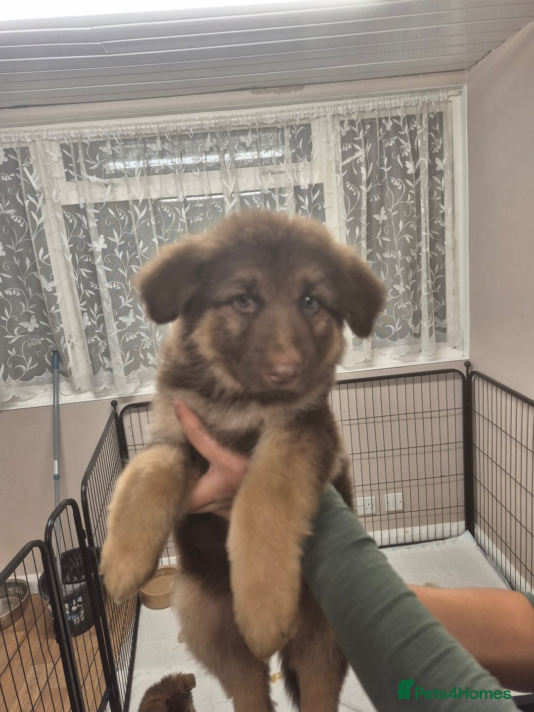 German Shepherd dogs for sale: READY TO leave 1 left German Shepherd kc reg pups - Advert 38