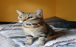 British Shorthair cats for sale: Mischief  - Image 1