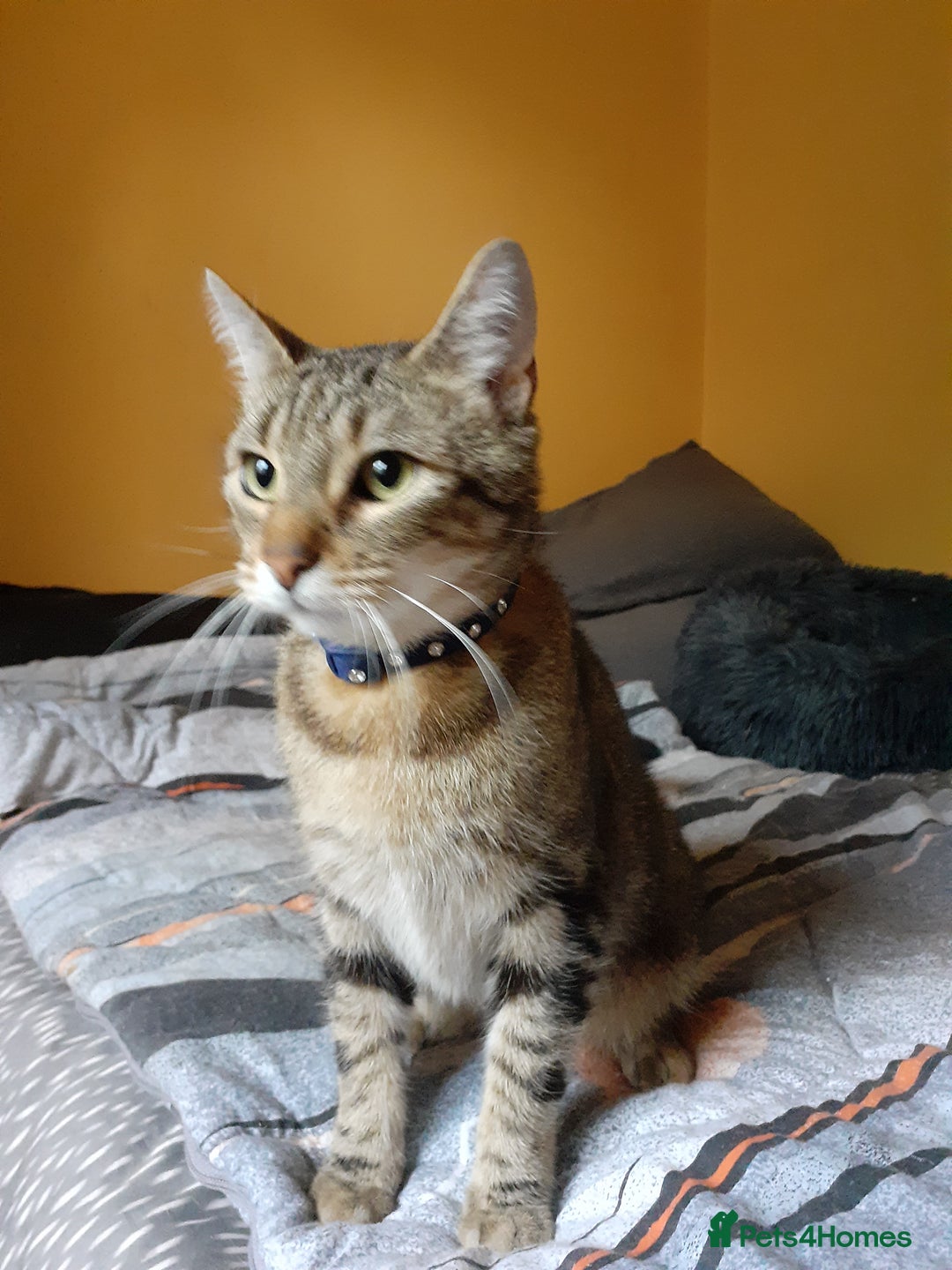 British Shorthair cats for sale: Mischief  - Image 1
