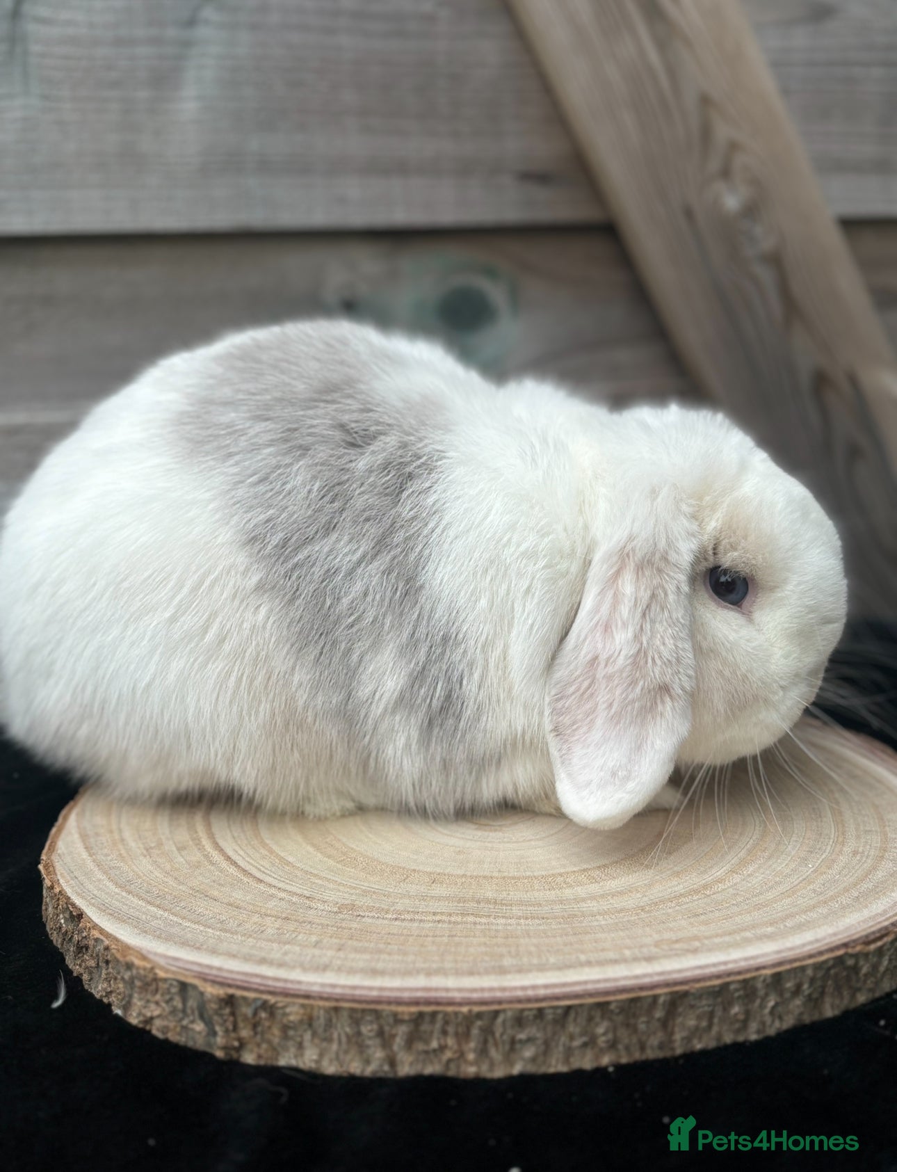 Mini Lop rabbits Minilop Buck💙💙 - Advert 17