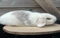 Mini Lop rabbits for sale: MiniLop doe and buck  - Advert 4