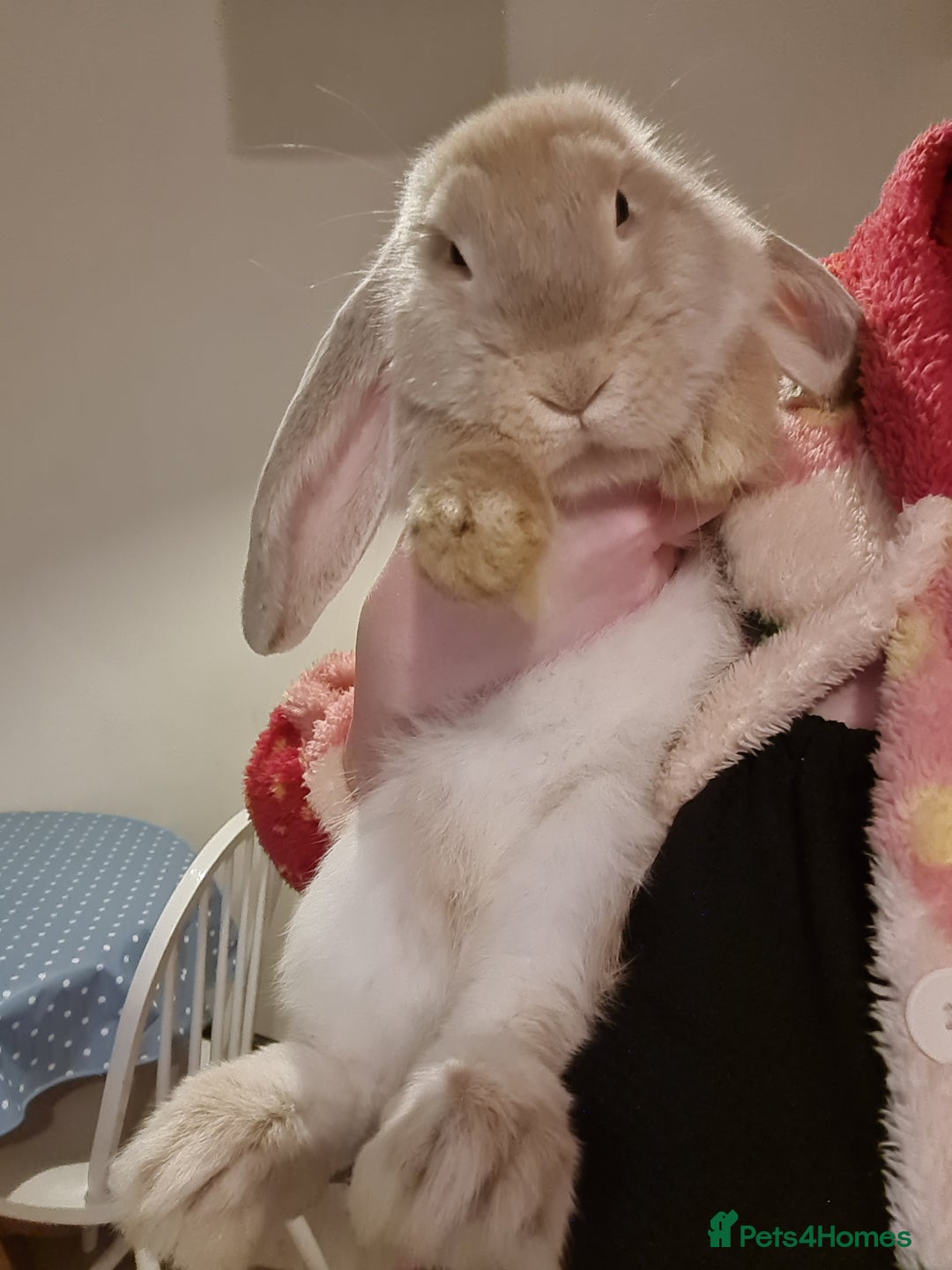 French Lop rabbits for sale: 14 week old French lops - Advert 5
