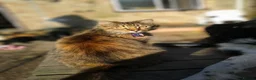 Mixed Breed cats for sale: Elderly cat needing new home  - Advert 1