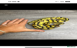Python Snake reptiles for sale: Fire pastel female - Image 5