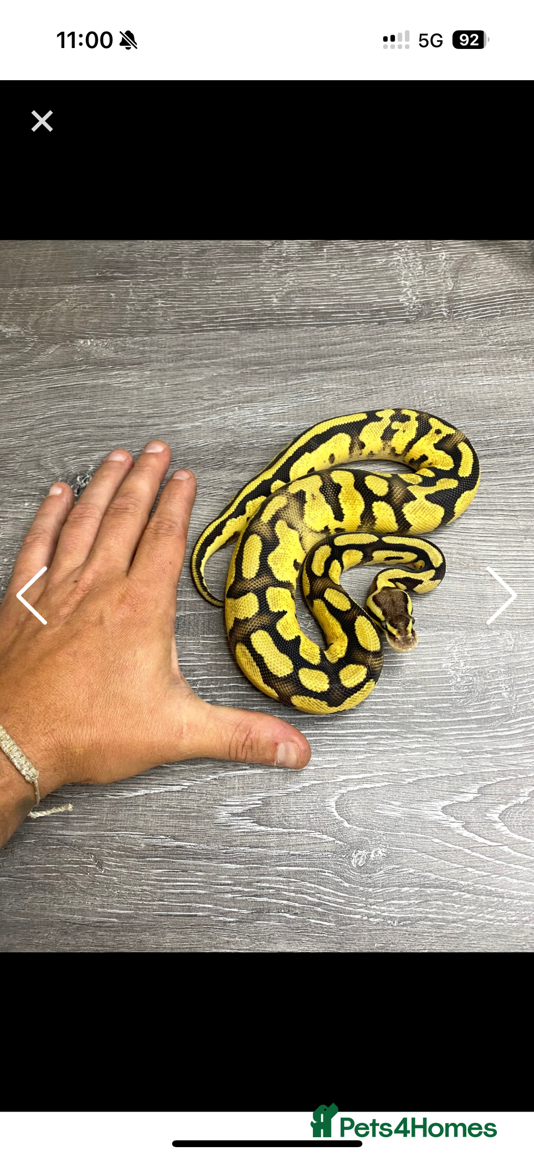 Python Snake reptiles for sale: Fire pastel female - Image 5
