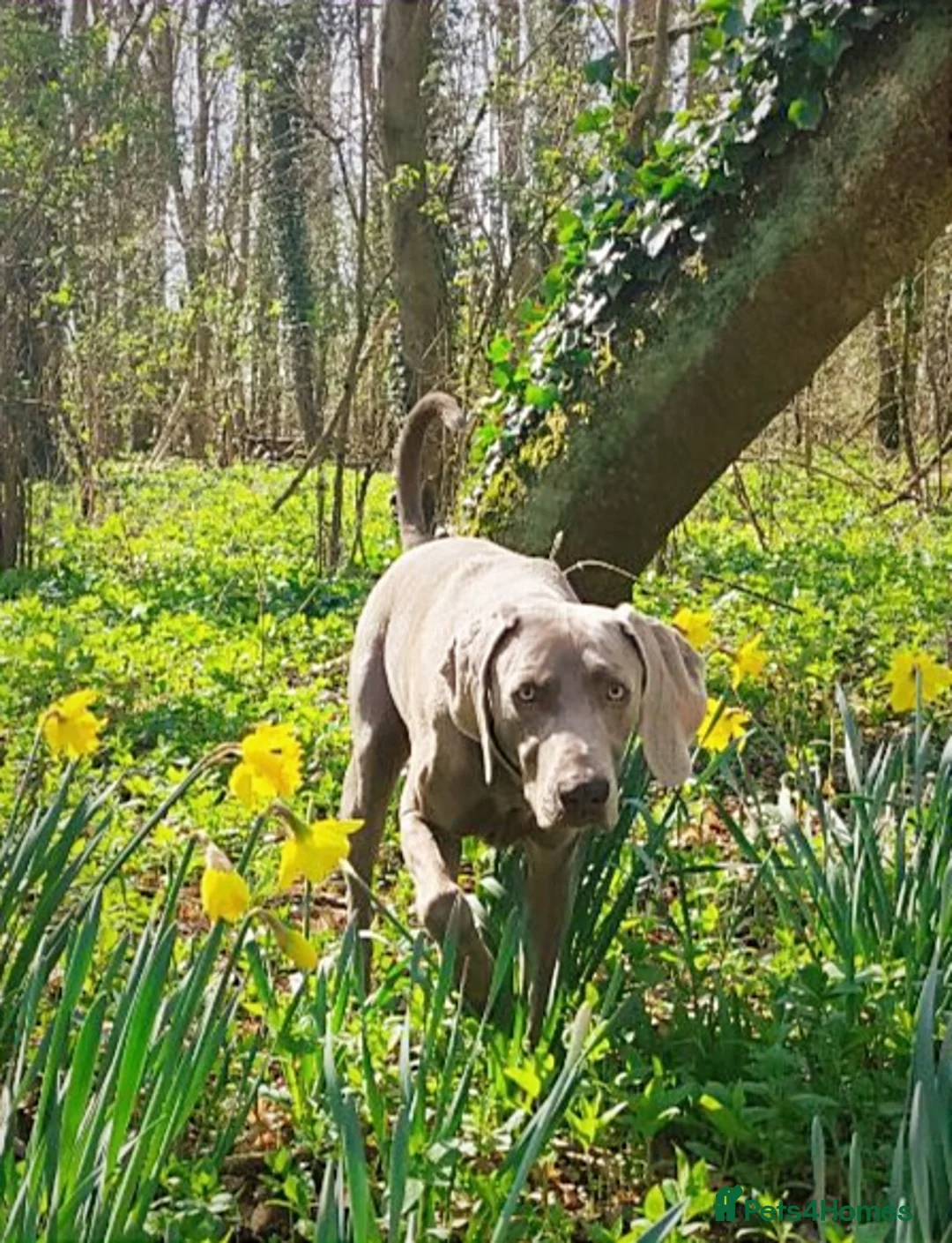 Weimaraner dogs for stud:  KC reg health tested Hipscored stud in Woodbridge - Advert 30