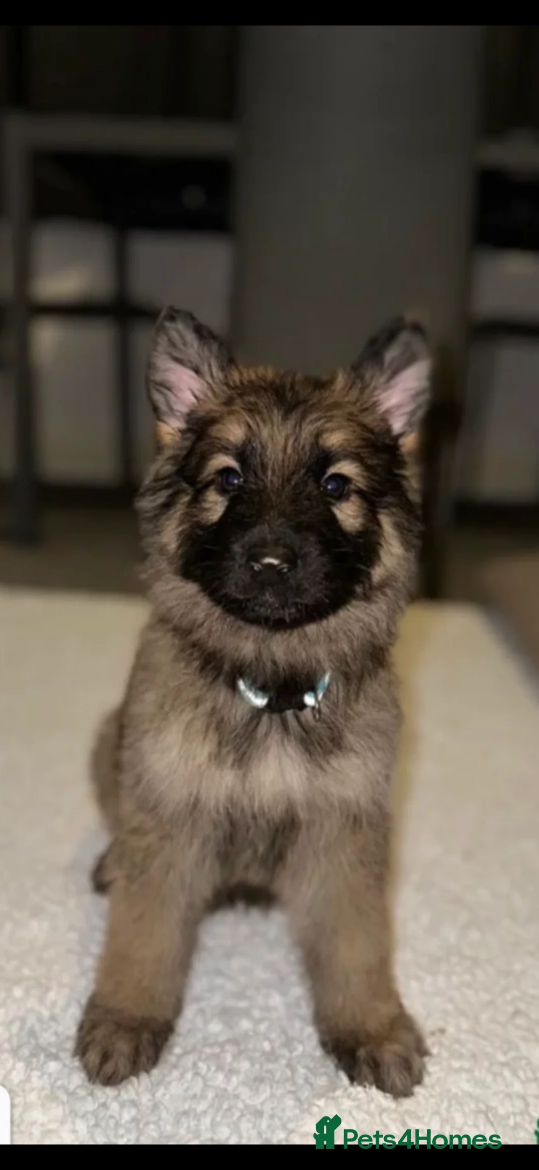 German Shepherd dogs for sale: Long Hair German Shepherd Puppies  in Castleford - Advert 2