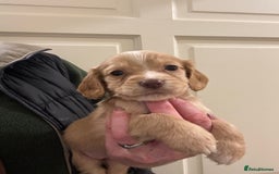 Cocker Spaniel dogs for sale: Kc Working Cocker Spaniel Puppies  - Image 1