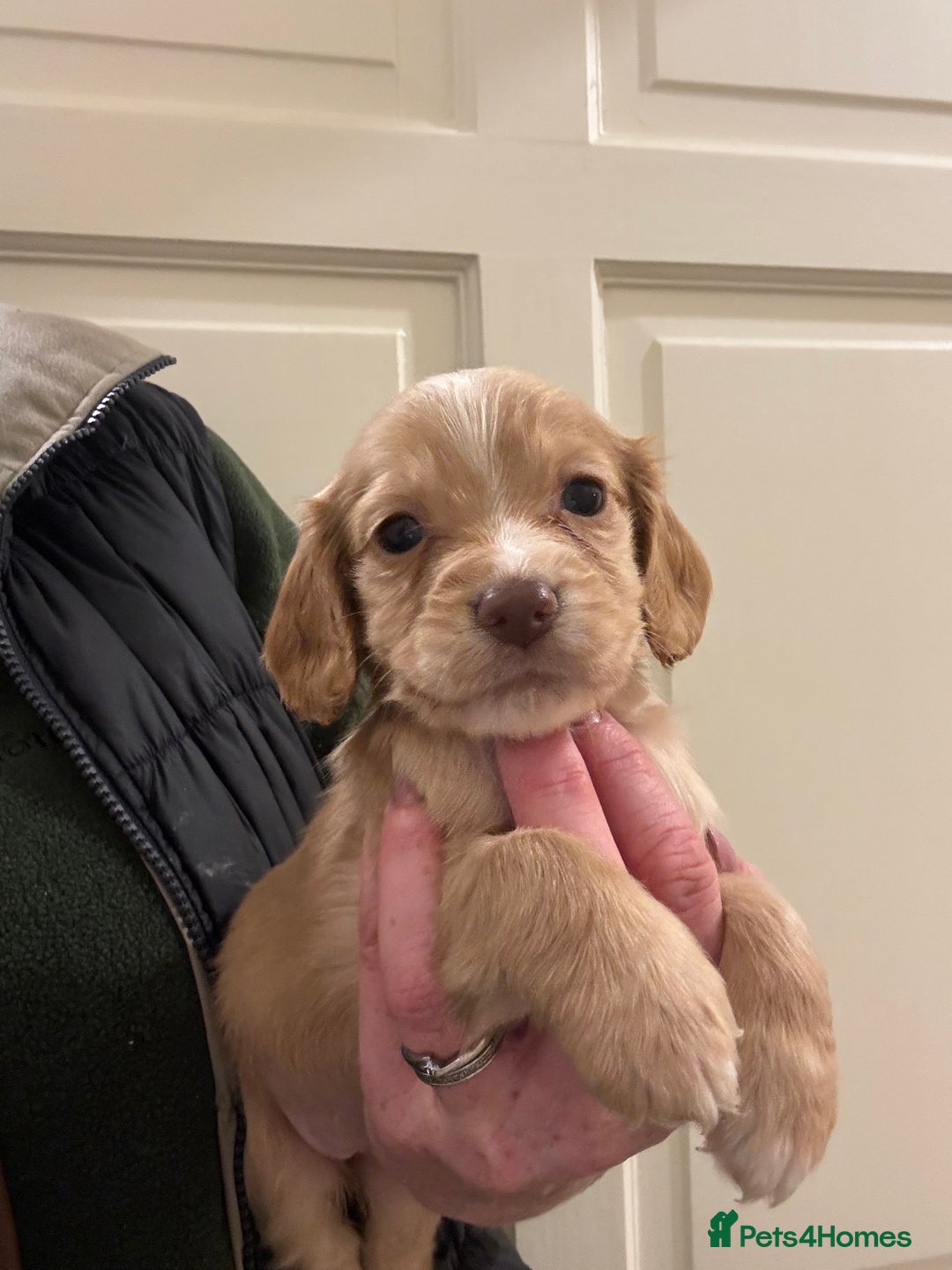 Cocker Spaniel dogs for sale: Kc Working Cocker Spaniel Puppies  - Image 1