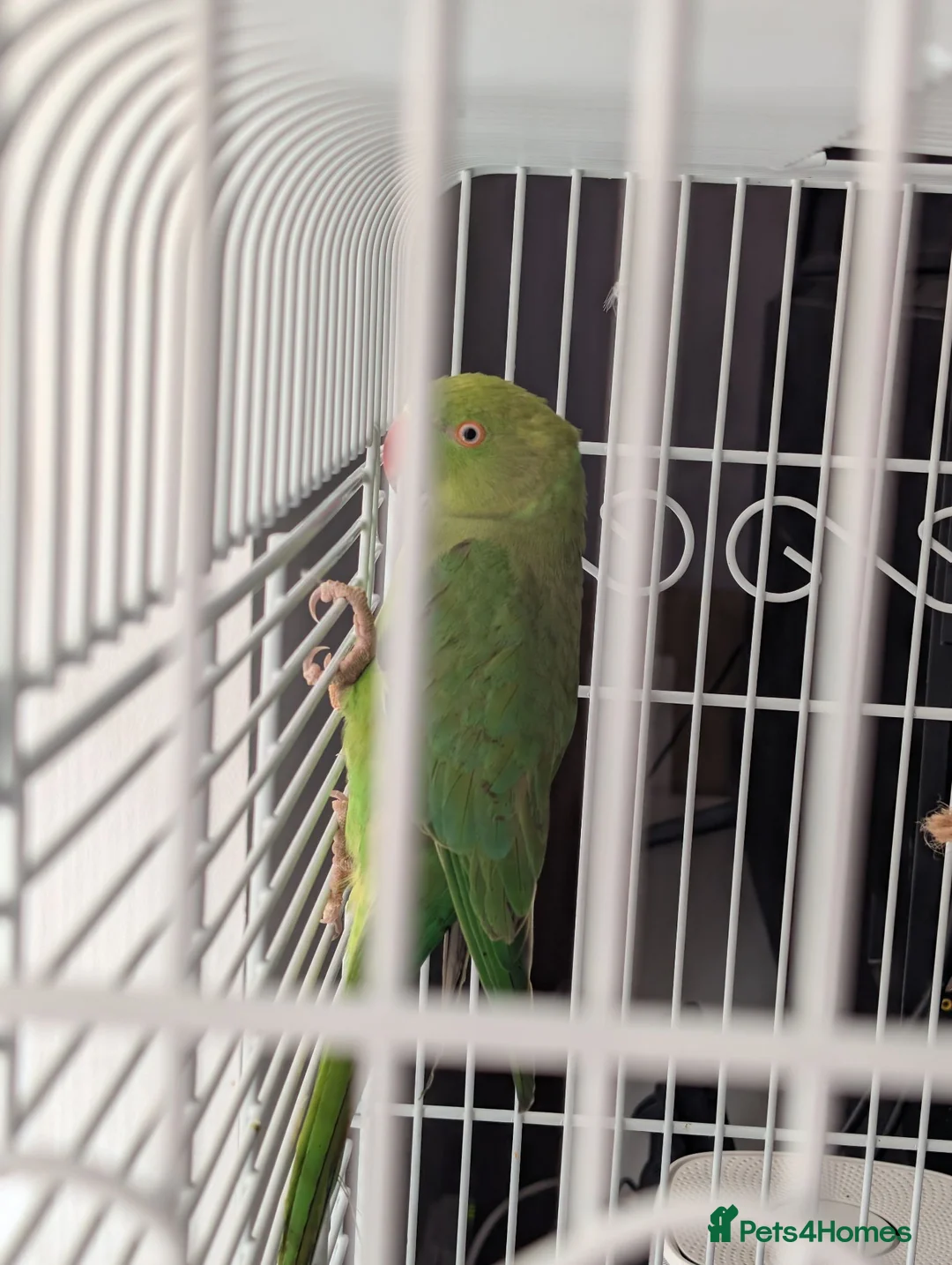 Parakeets birds for sale: Female Ringneck for sale  - Advert 2