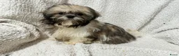 Shih Tzu dogs for sale: 4 Shih Tzu bitches - Advert 7