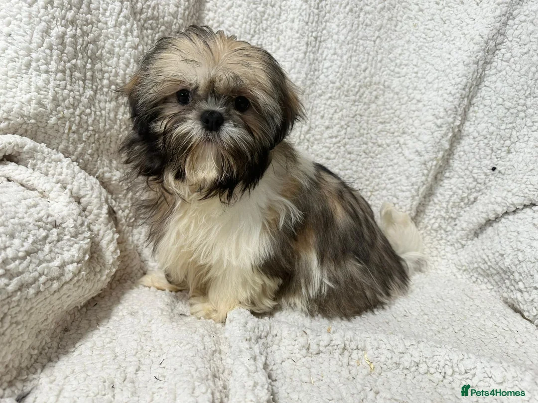 Shih Tzu dogs for sale: 4 Shih Tzu bitches - Advert 7