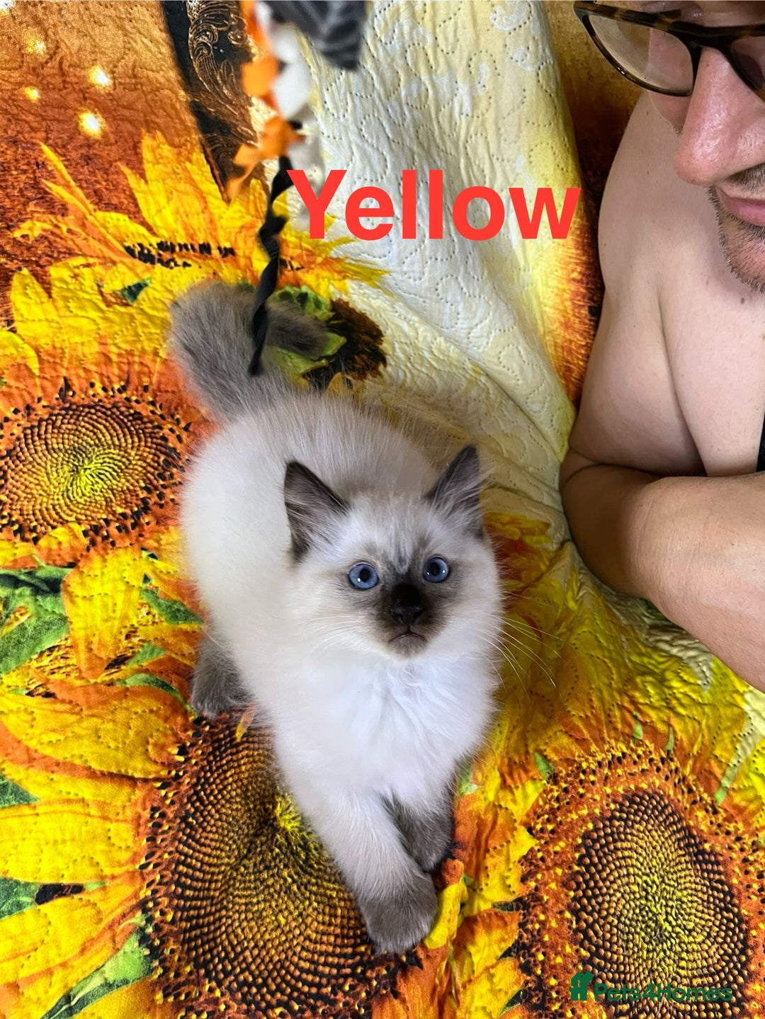 Ragdoll cats for sale: 🐈❤️5 Pure Ragdolls Waiting for Loving Family❗️❤️ - Image 36