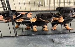 Lancashire Heeler dogs for sale: Lancashire Heeler Puppy for sale - Image 4