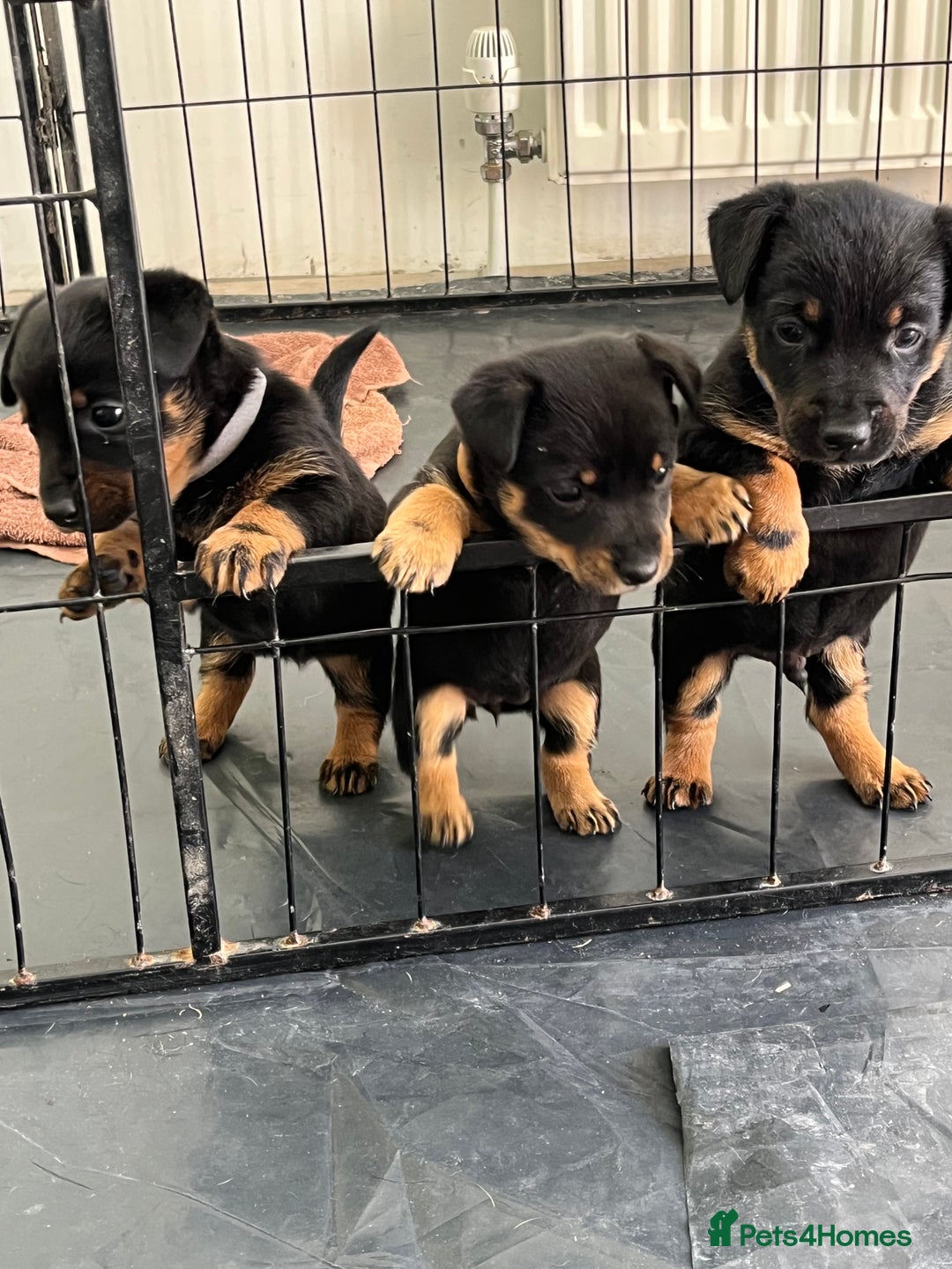 Lancashire Heeler dogs for sale: Lancashire Heeler Puppy for sale - Image 4