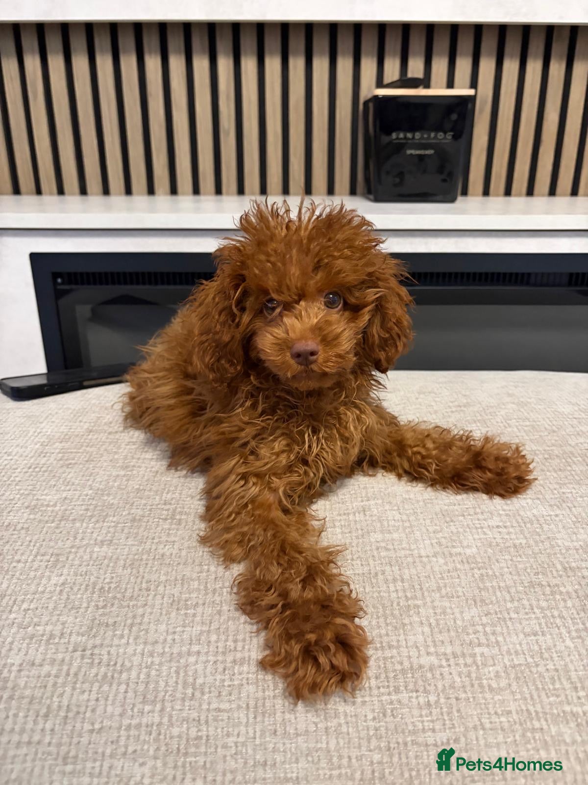 Toy Poodle dogs True toy Asian Poodle Puppies - Advert 9