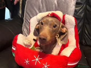 Miniature Dachshund dogs Isabella miniature dachshund female - Advert 2