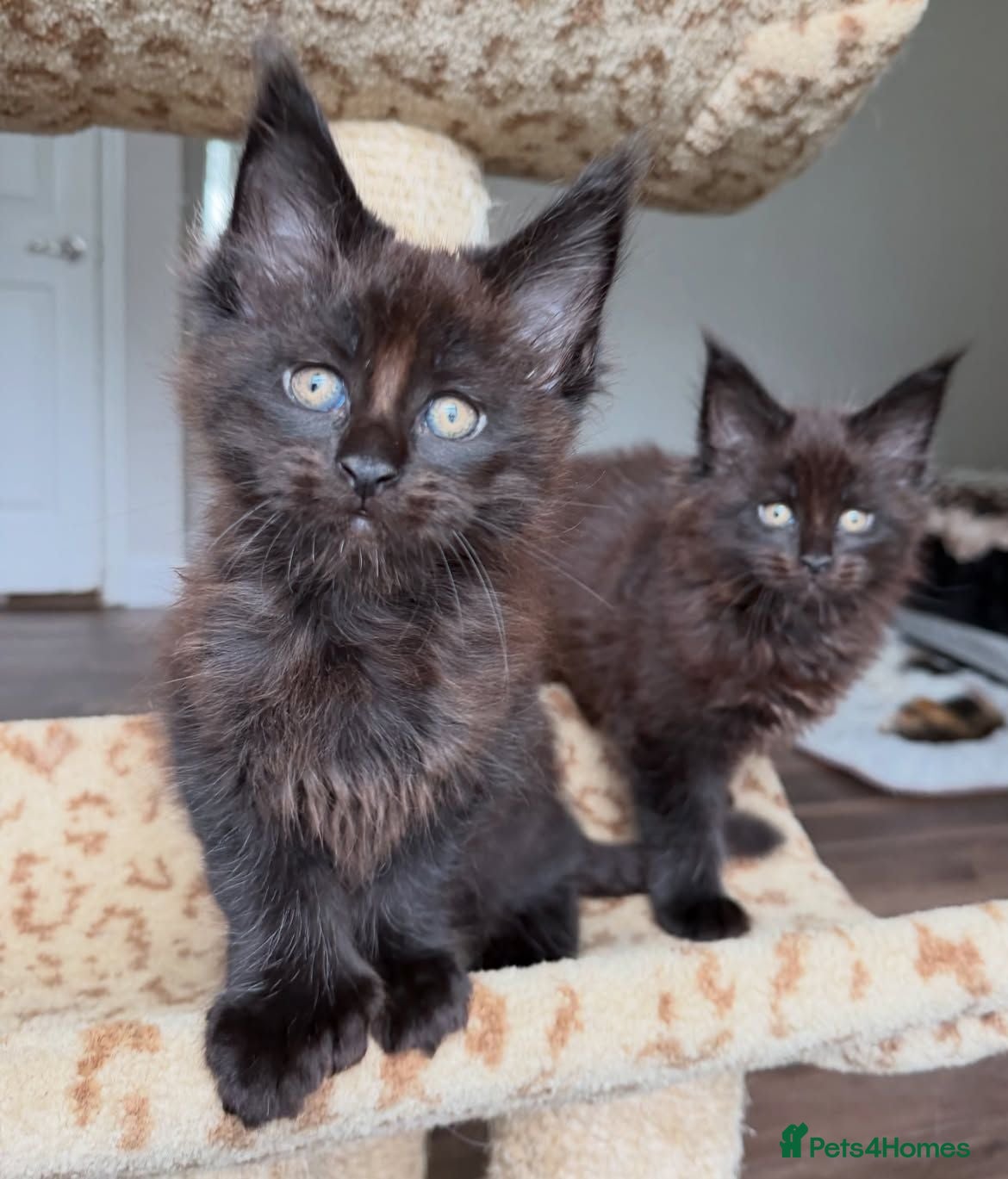 Maine Coon cats PureBred maine coon kittens - Advert 3