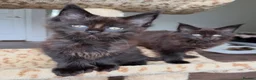 Maine Coon cats for sale: PureBred maine coon kittens - Advert 1
