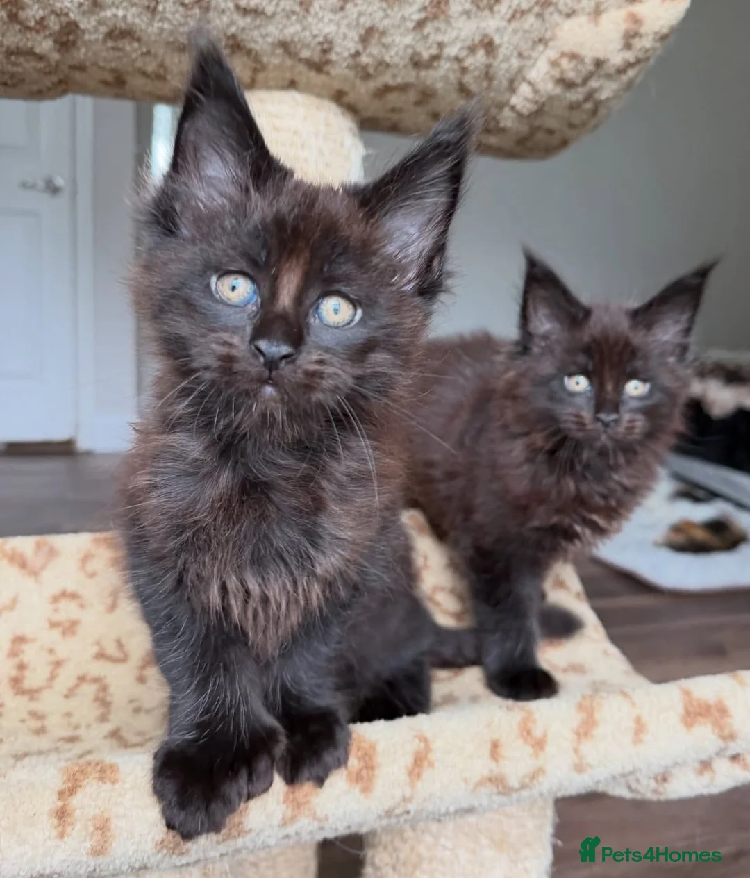 Maine Coon cats for sale: PureBred maine coon kittens - Advert 1