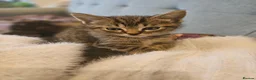 Mixed Breed cats for sale: Mix ragdoll boy kittens available  - Advert 5