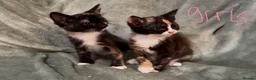 Mixed Breed cats for sale: 3 kittens looking for loving homes  - Advert 4