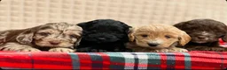 Cockapoo dogs for sale: STUNNING COCKAPOO PUPPIES READY NOW - Advert 5