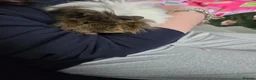 Guinea Pig rodents for sale: 3 girl guinea pigs  - Advert 3