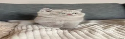 British Shorthair cats for sale: British Shorthair Kittens - Advert 2