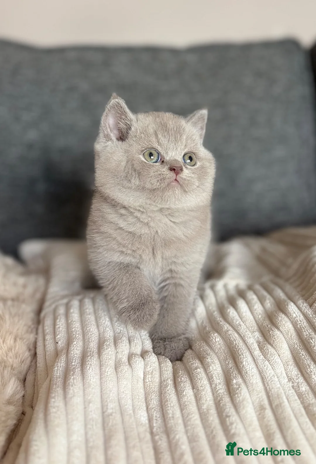British Shorthair cats for sale: British Shorthair Kittens - Advert 2