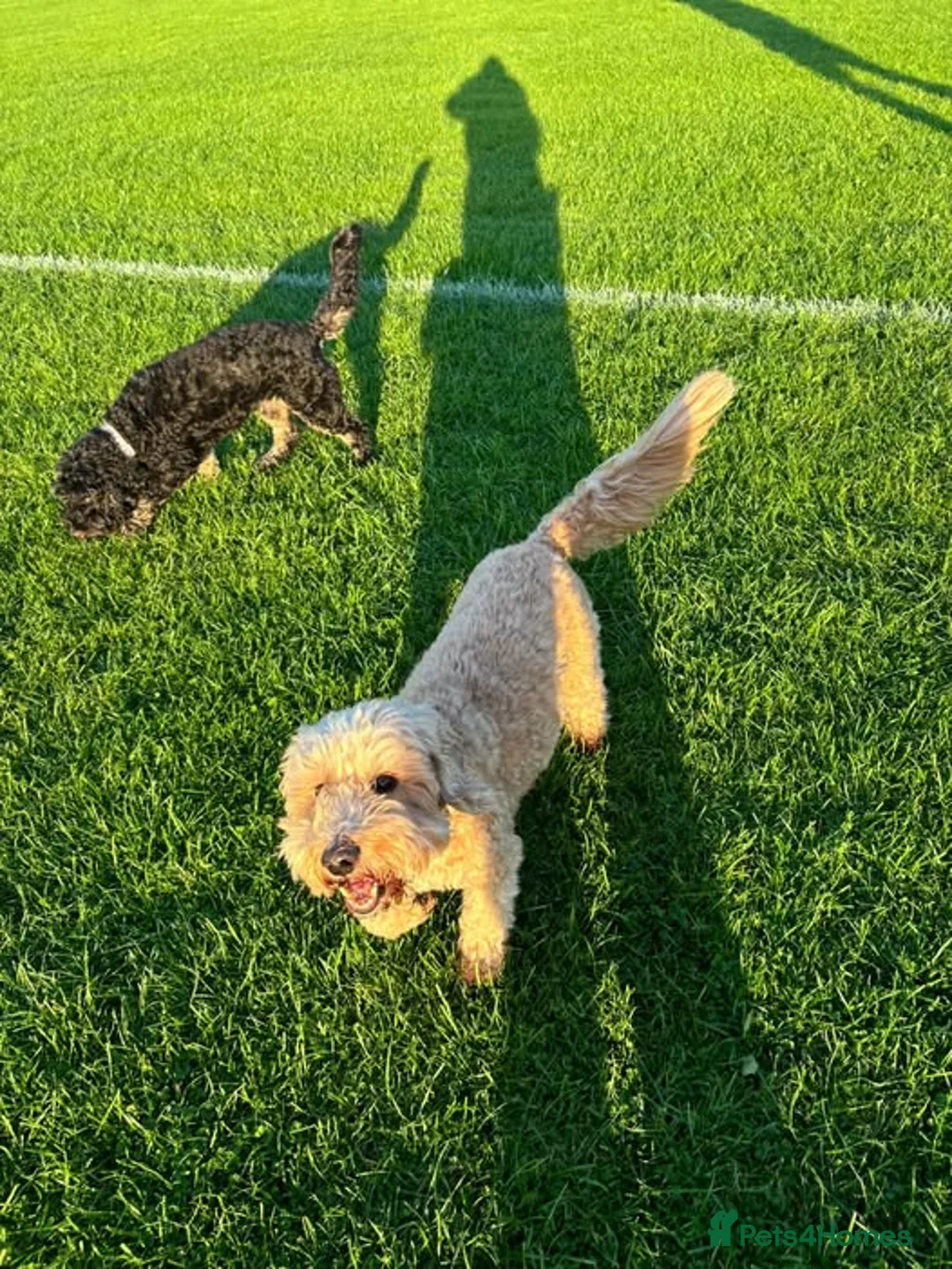 Cockapoo dogs for sale: Fabulous F2 Cockapoo Puppies for Sale 7 weeks old in Manchester - Advert 6