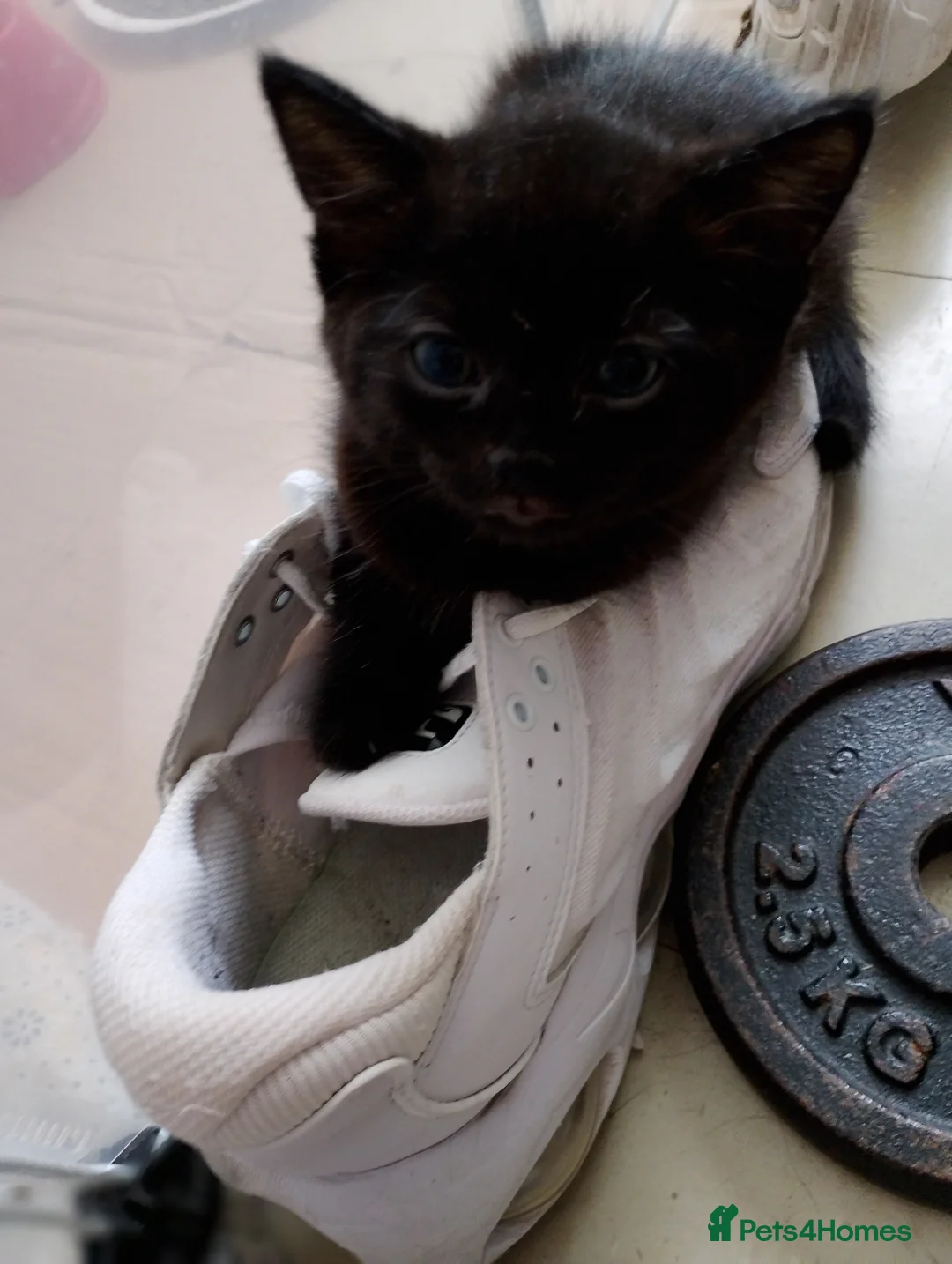 Mixed Breed cats for sale: 2 Stunning golden tabbys and cute black kitten  in Bristol - Advert 2