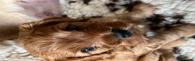 Cavapoo 2 