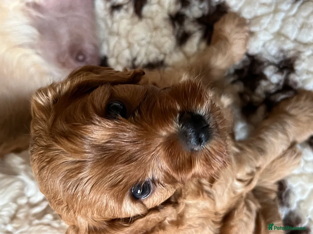 Cavapoo dogs for sale: Beautiful F1B Cavapoo Puppies DNA tested. - Advert 2