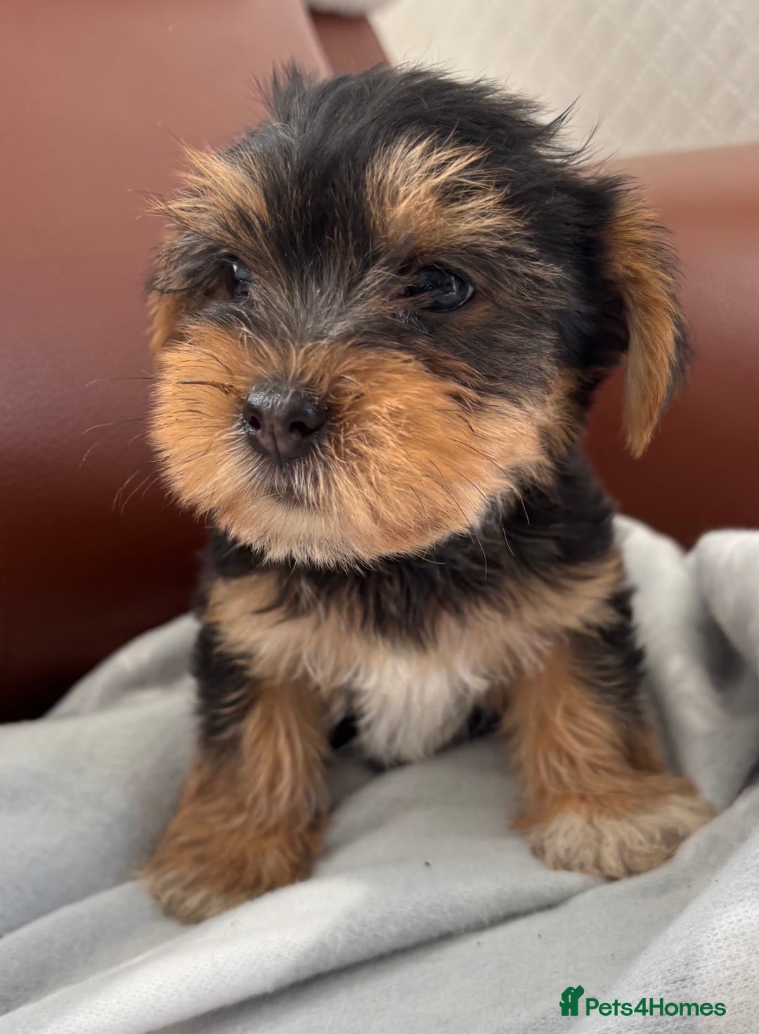Mixed Breed dogs for sale: Yorkshire terrier/Jack Russell - Image 23