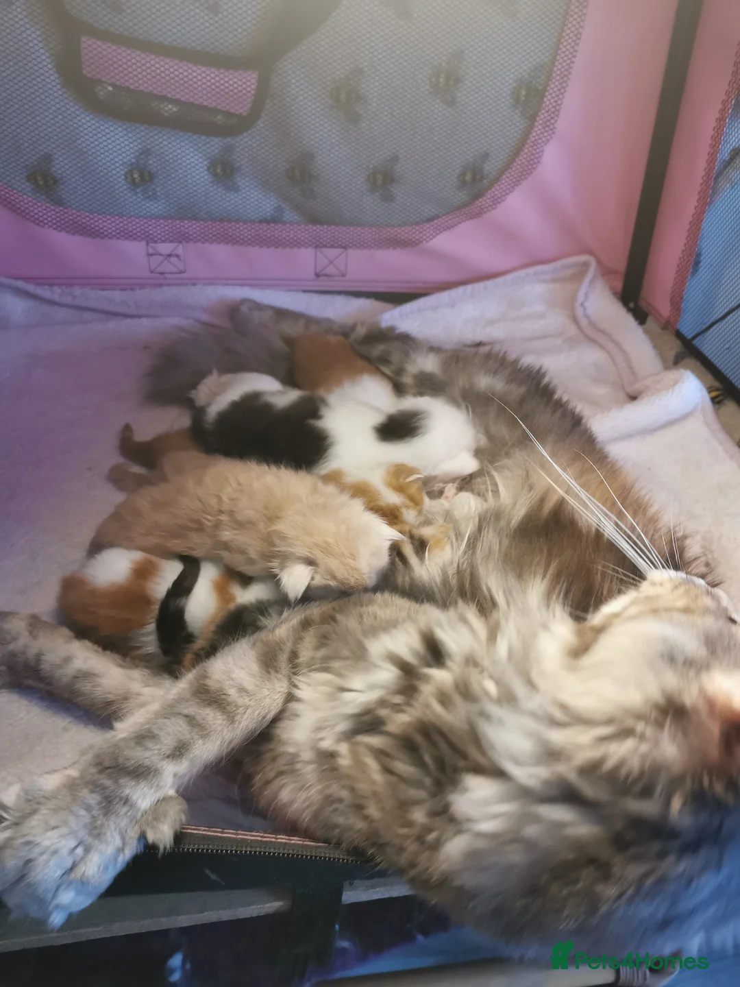 Mixed Breed cats for sale: Maine coon cross kittens for sale.  - Advert 1
