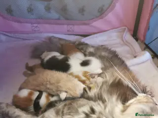 Mixed Breed cats Maine coon cross kittens for sale. - Advert 11