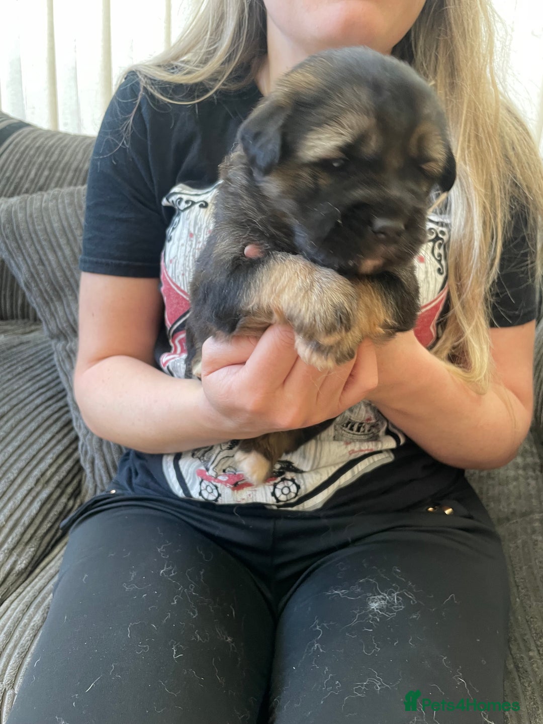 Mixed Breed dogs for sale: *only 1 male left* Malkita puppies 4 boys - Advert 6