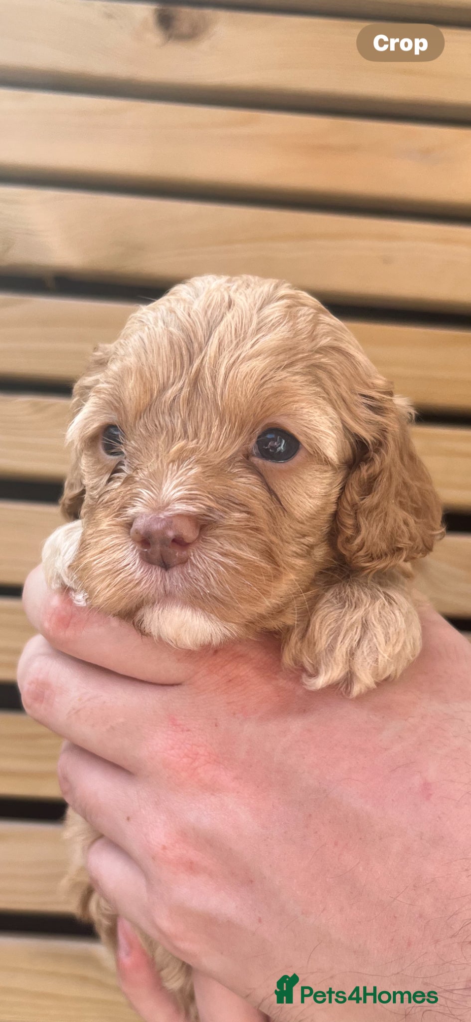 Cockapoo dogs American Cockapoo f1 puppy's  - Advert 5