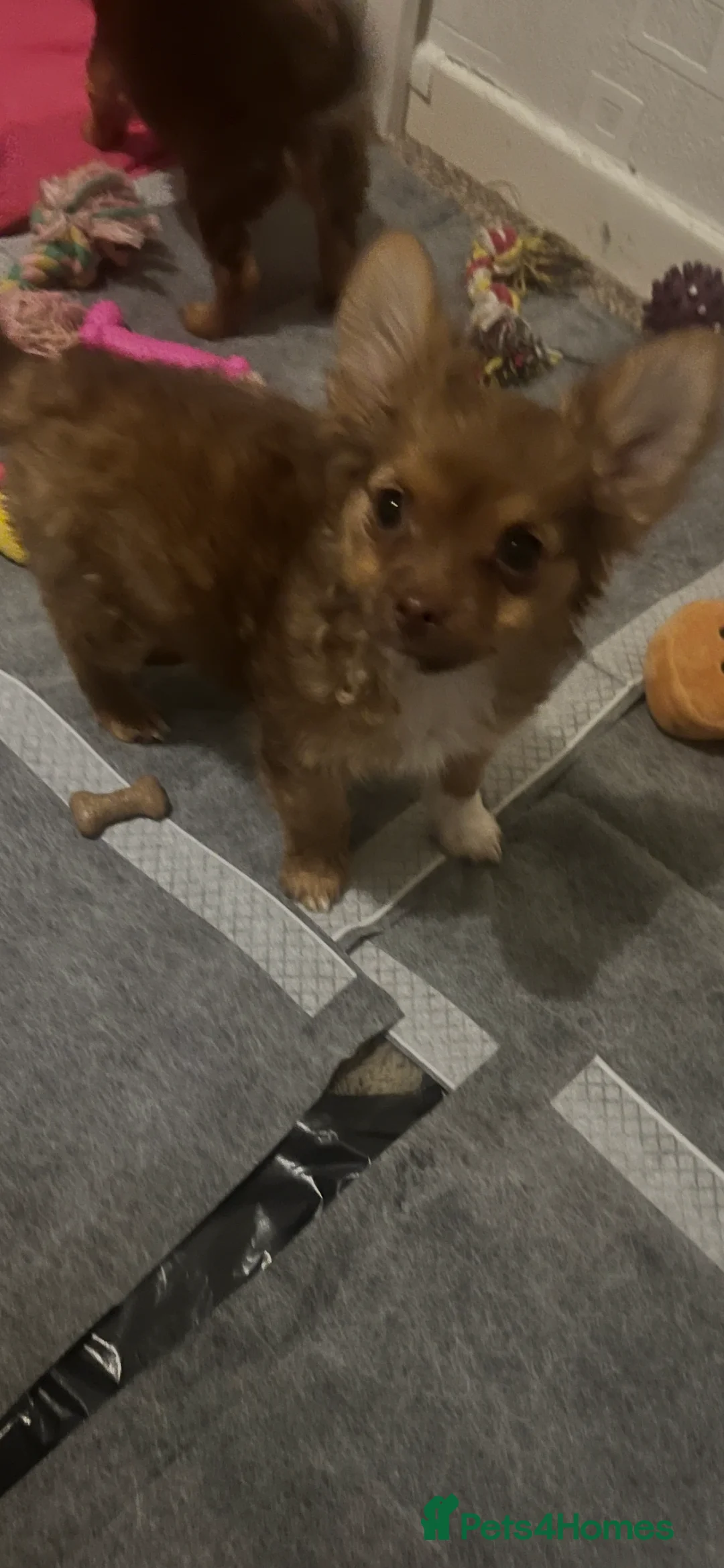 Chorkie dogs for sale: Lovely little fox girl - Advert 2