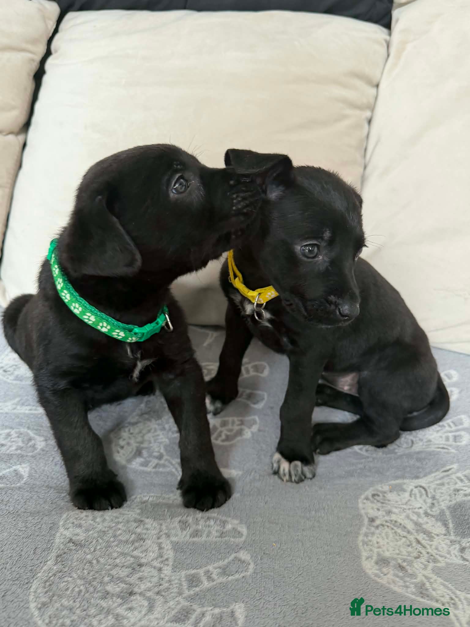 Mixed Breed dogs Cane Corso x Belgian Malinois Puppies –Hand-Reared - Advert 5