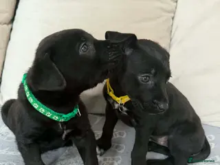 Mixed Breed dogs Cane Corso x Belgian Malinois Puppies –Hand-Reared - Advert 16