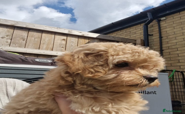 Maltipoo dogs - Advert 1