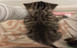 Domestic Shorthair cats for sale: Kittens - Image 3