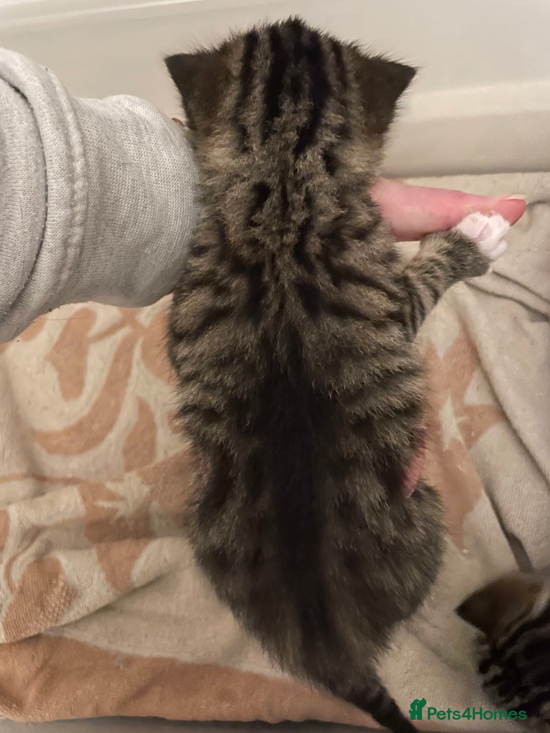 Domestic Shorthair cats for sale: Kittens - Image 3