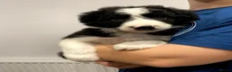 Mixed Breed dogs for sale: Adorable Bearded Collie X Border Collie puppies in Chesterfield - Advert 8