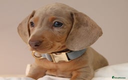 Miniature Dachshund dogs for sale:  🌟5StarsLicense+Holistic+KC+VetChecked+PRA Clear+ - Image 20
