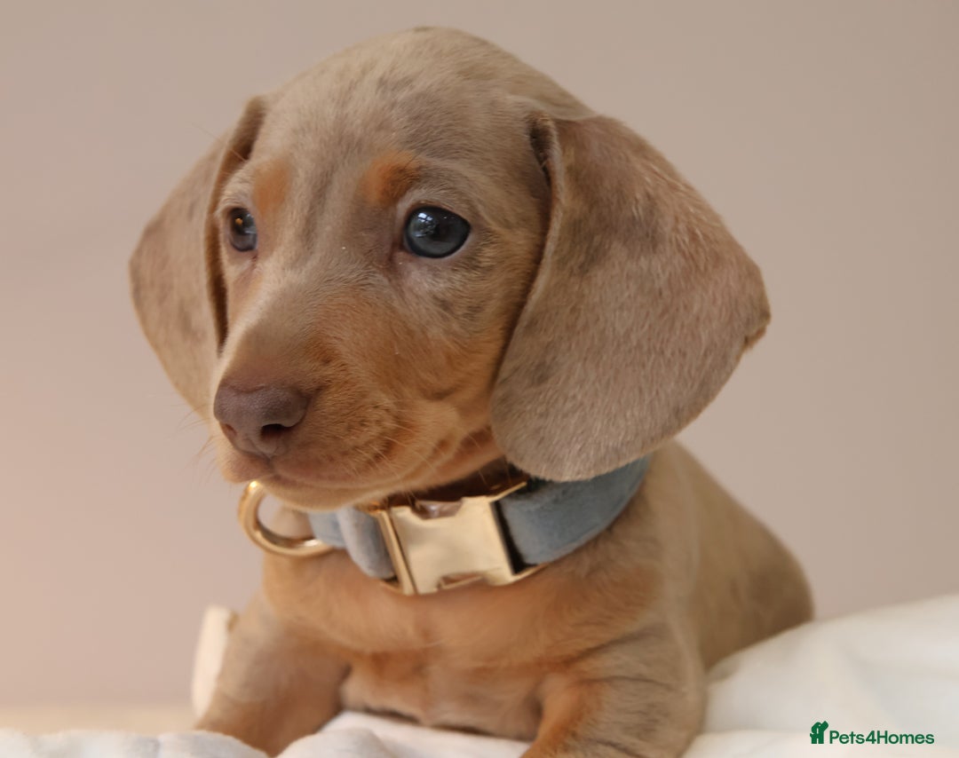 Miniature Dachshund dogs for sale:  🌟5StarsLicense+Holistic+KC+VetChecked+PRA Clear+ - Image 20